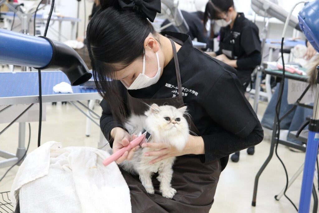 「猫を学ぶところから始めた先生たち」と「初めて猫を学んだ学生たち」一緒に積み重ねた挑戦開設初年度のキャットグルーマーコース全員が「キャットグルーマーライセンスC級」に合格