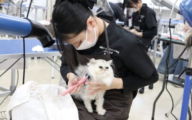 「猫を学ぶところから始めた先生たち」と「初めて猫を学んだ学生たち」一緒に積み重ねた挑戦開設初年度のキャットグルーマーコース全員が「キャットグルーマーライセンスC級」に合格